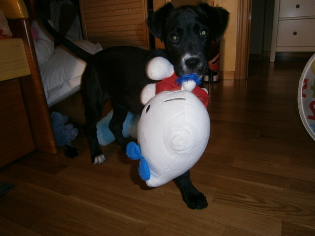 Adopto a mi perra Kala