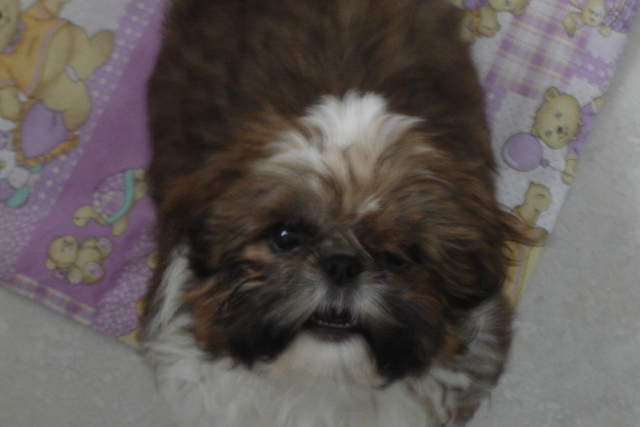 Minha leal companheira