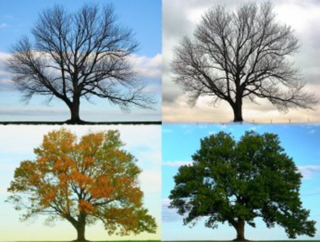 Published Four Seasons Concerto