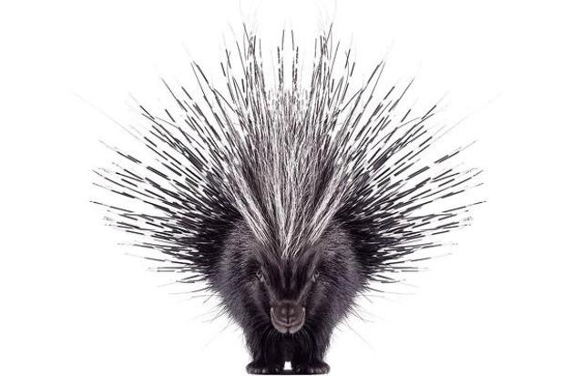 The Porcupine