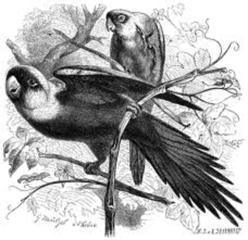 Каролинский попугай