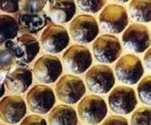 Werkverdeling: Project start