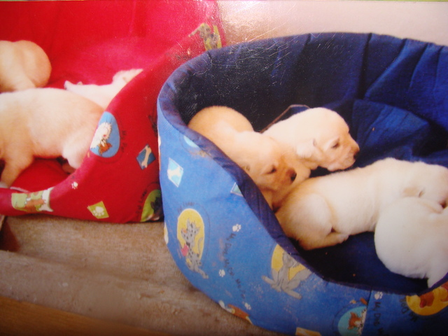 Quatys (cachorra da Ana Beatriz)