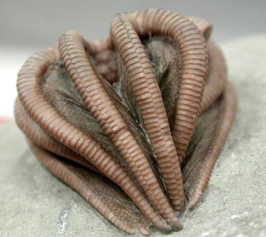 Ordovician