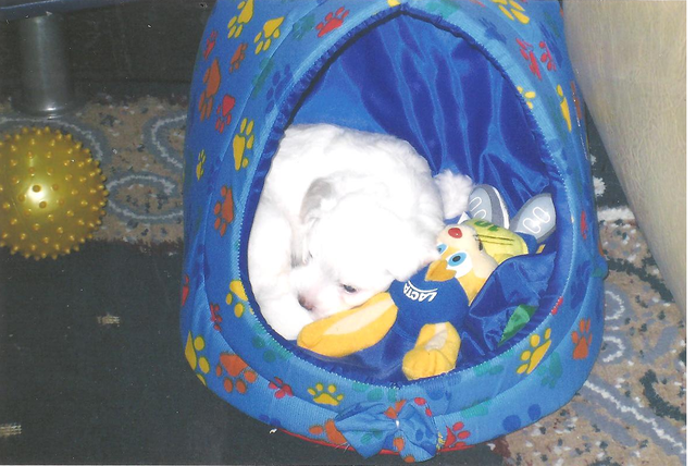 Meu cachorro gohan!!