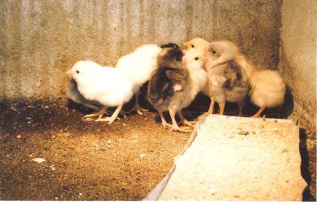 O sítio da minha tia