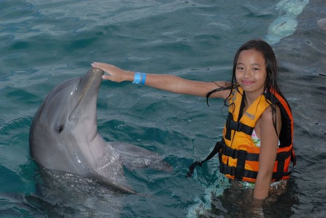 Carinhando um Golfinho