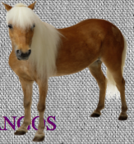 Segundo ano- Meu cavalinho