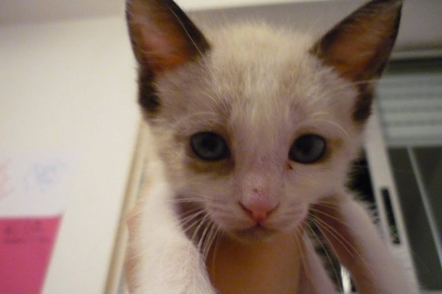 (Victória) Animal de estimação-10 anos