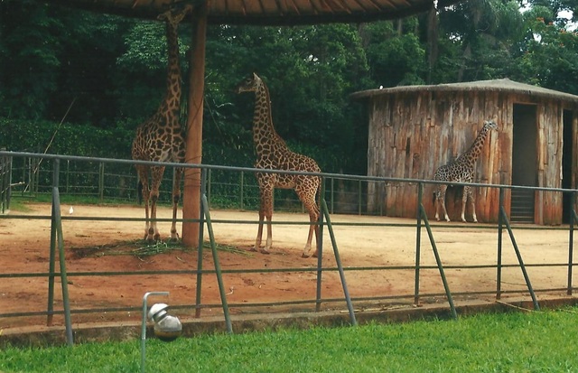 Vendo os bichinhos (Letícia)
