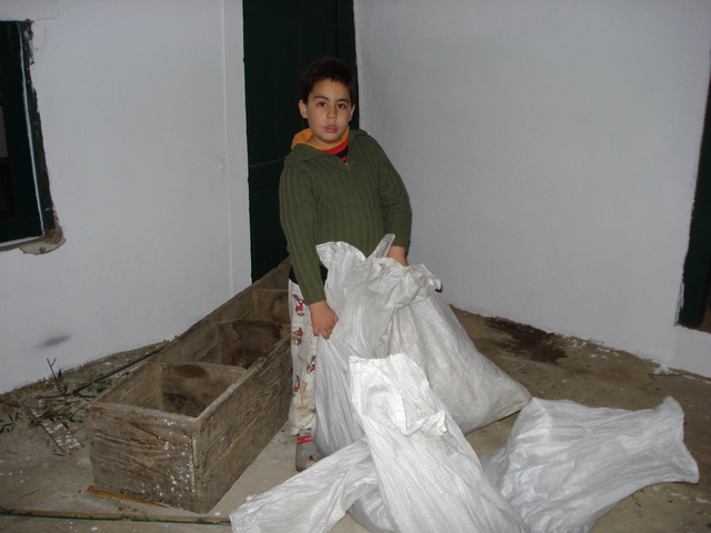 Minha primeira colheita de azeitonas