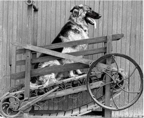 First Operational Treadmill