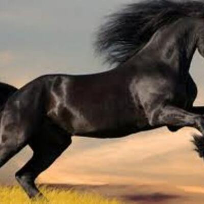 Timeline: The War horse time line