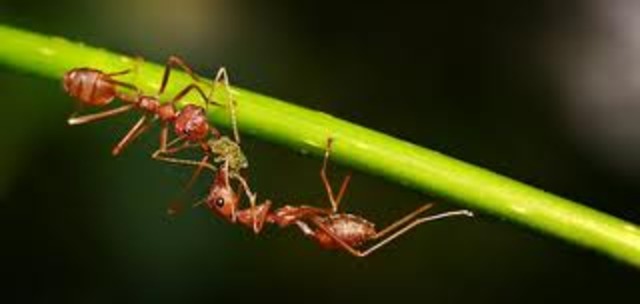 Explicar, con sus propias palabras, los conceptos de ecología incluidos en las presentaciones multimediales.