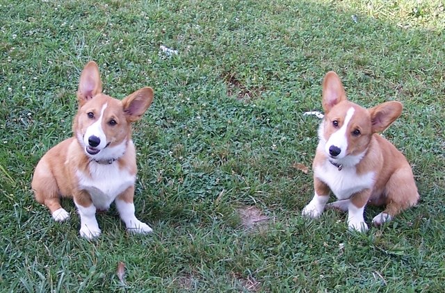 The final addition to complete our family