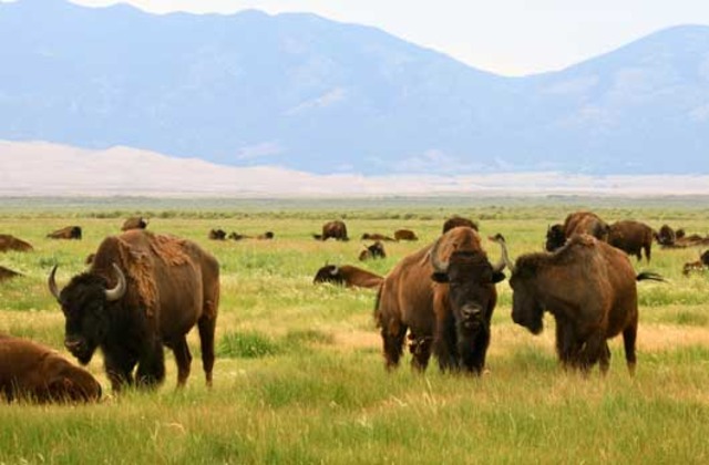 Endangerment of the Buffalo
