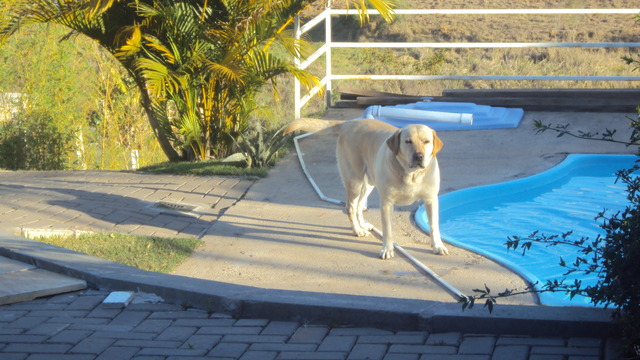 Ganhei meu cachorro.