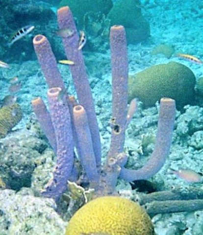 Paleozoic  - Cambrian