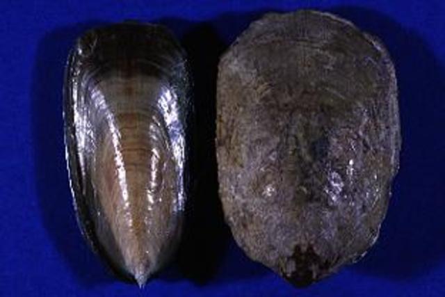 Paleozoic Era -Ordovician