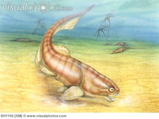 Paleozoic - Silurian