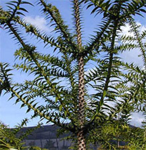 Paleozoic Era - Permian