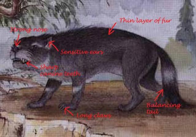 Mesozoic - Cretaceous