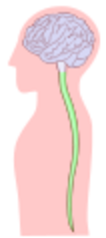 Efectos de las anfetaminas