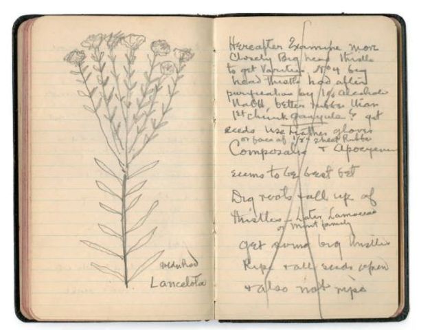 Scientific and literary journals