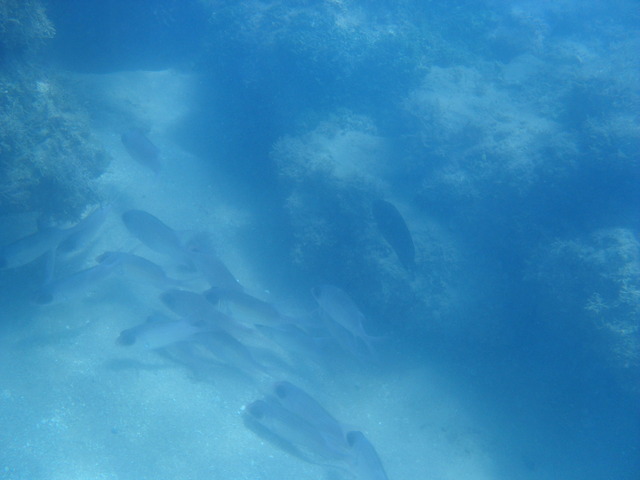 Viagem para Praia do Forte