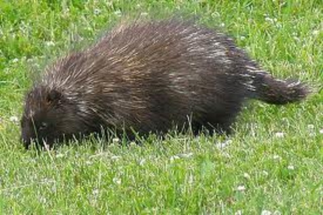 The porcupine