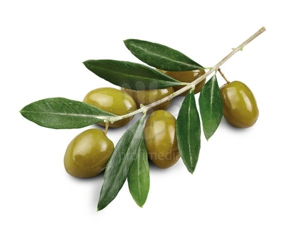 Olive Branch Petition