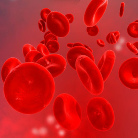 Journée Mondiale de l’Hémophilie