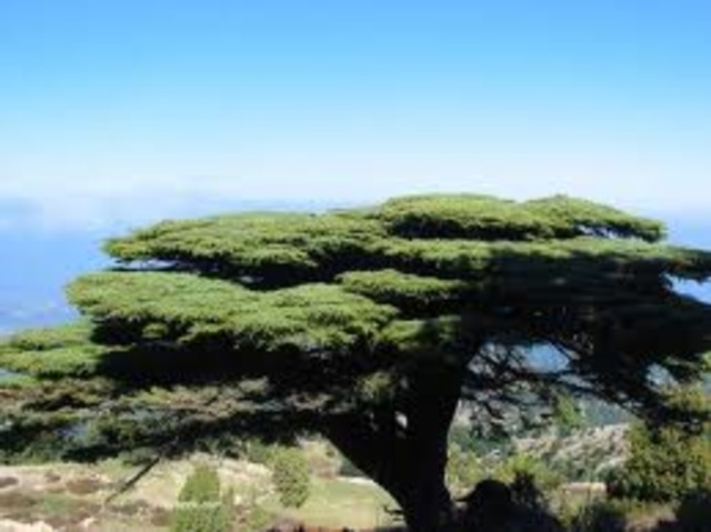 The Tree: Man vs. System (Job 14)