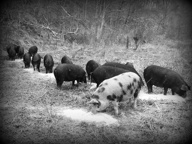 1st Recorded Hog Production