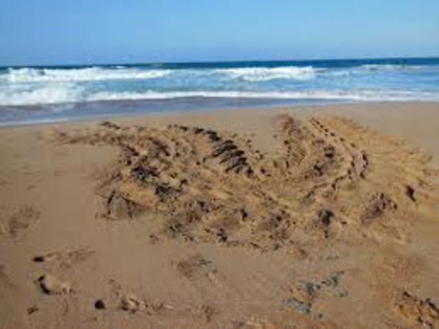 The mysterious tracks & the eggs