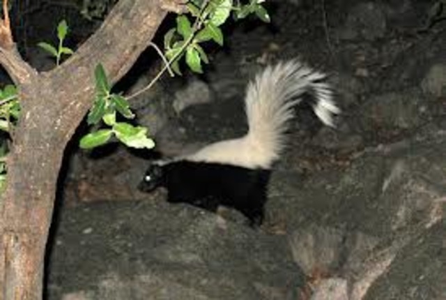 the skunk                                                                       EXTRA