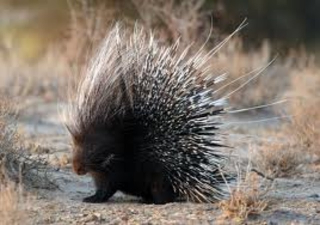 porcupine