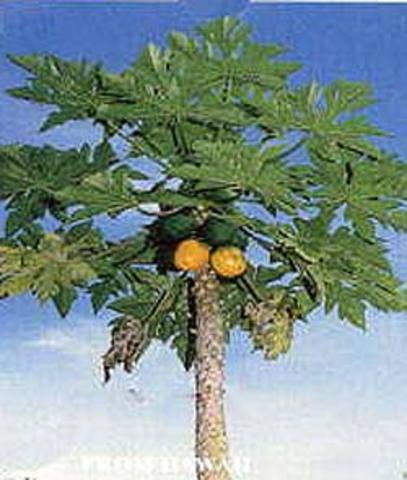 The day Ha's papaya tree grows.