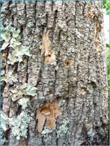 The nothole first sighting