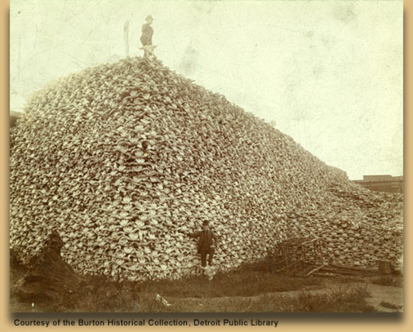 Slaugter of the Buffalo