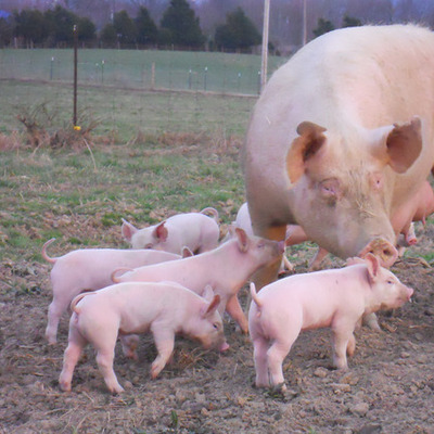 Timeline: History of Berea College Pig Production