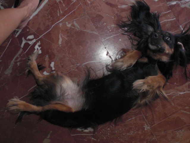 Hecho que me ocurrió a mi: mi perrica Duna