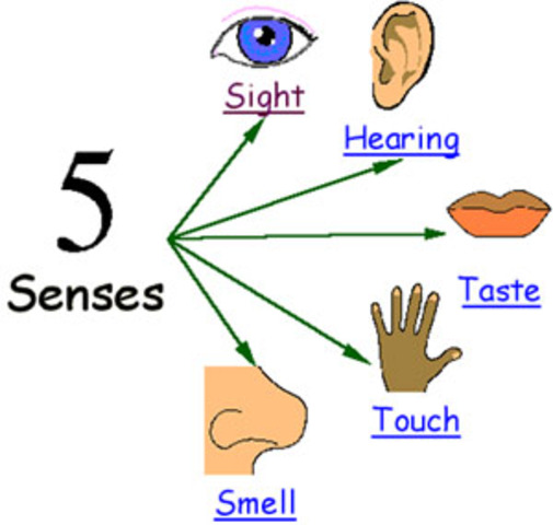 3.1 Sensory Store