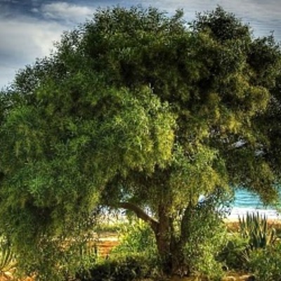 Timeline: Vivero Forestal