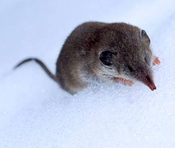 Primeros antepasados