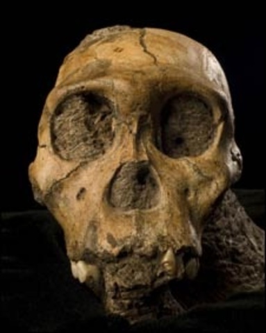 Australopithecus anamensis 4.2 m.a/ 1 m.a