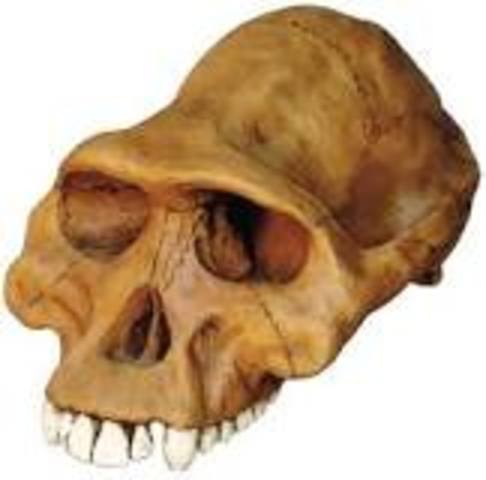 Australophithecus afarensis 3.9 m.a/ 3 m.a