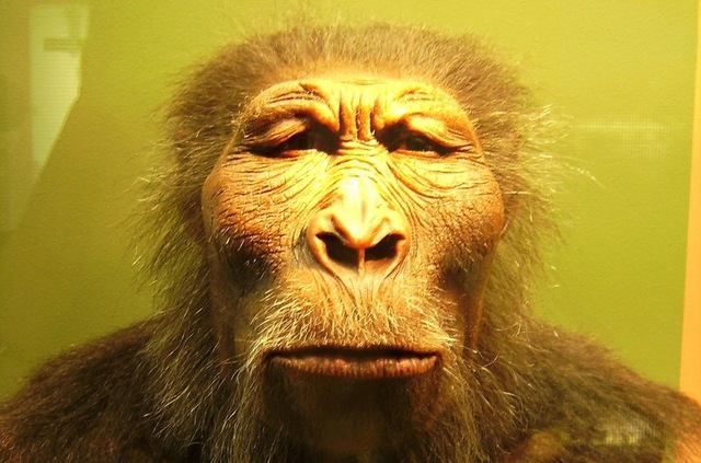 PARANTHROPUS ( 2.600.000 años)