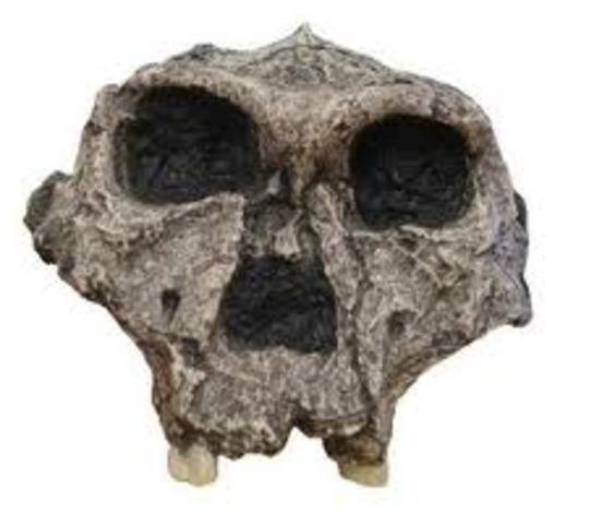 Paranthropus aethiopicus 2.6 m.a/ 2.2 m.a