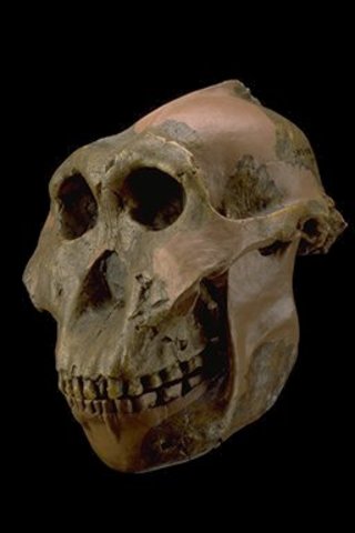 Paranthropus boisei 2.3 m.a/ 1.2m.a